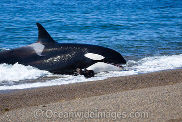Orca-56m1434-16