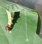 LeafTies