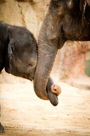 Elephants