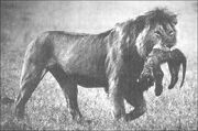 Lion.male.infanticide.alc-22