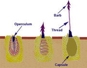 Nematocycts