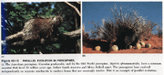 Porcupine.par