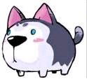 Husky(1)