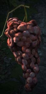 Dragon's Dogma - Grandgrapes.jpg