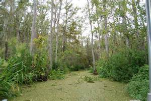 File:Dragon Tales - Swamp.jpg