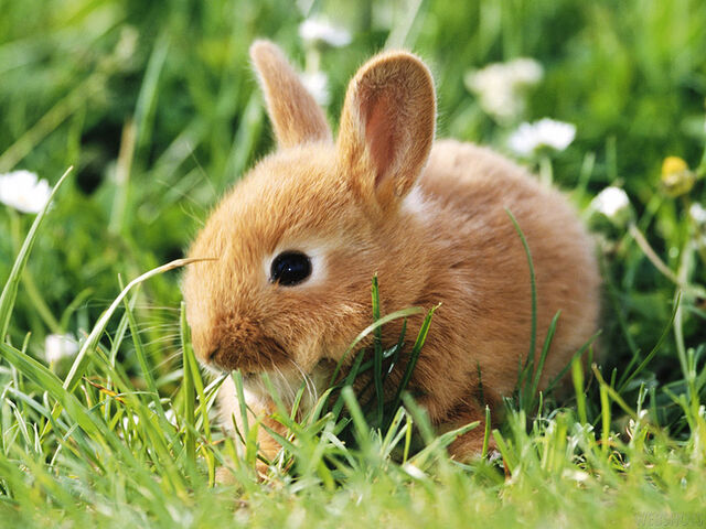 File:46454-bunnies-cute-rabbit-wallpaper.jpg
