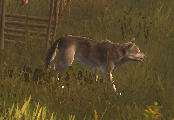 Wilder Hund.png