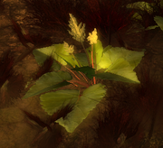 Gulmond pflanze01.png