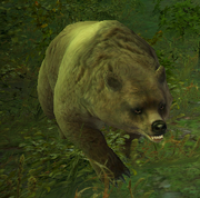 Bear