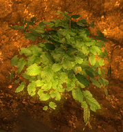 Belmart pflanze01.png