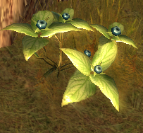 OneberryBush