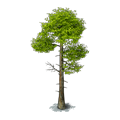 Res pine