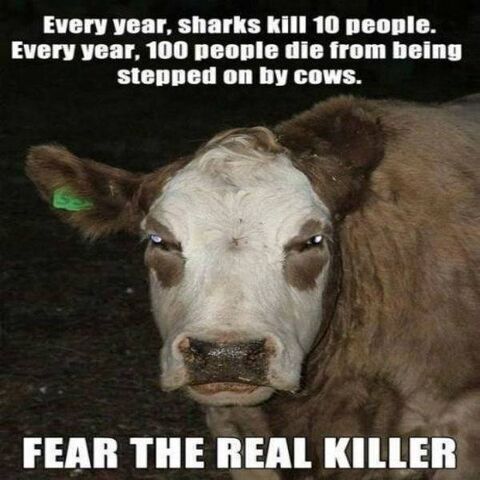 File:LOLCOW.jpg