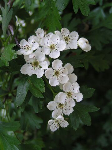 File:Common hawthorn flowers.jpg