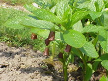 Scopolia carniolica0.jpg