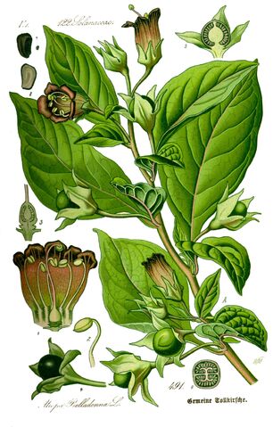 Datei:Illustration Atropa bella-donna0 clean.jpg