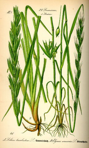 Datei:Illustration Lolium temulentum0.jpg