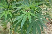 Cannabis sativa00.jpg