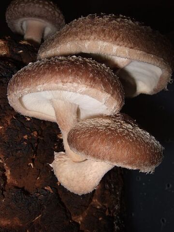 Datei:450px-Shiitakegrowing.jpg
