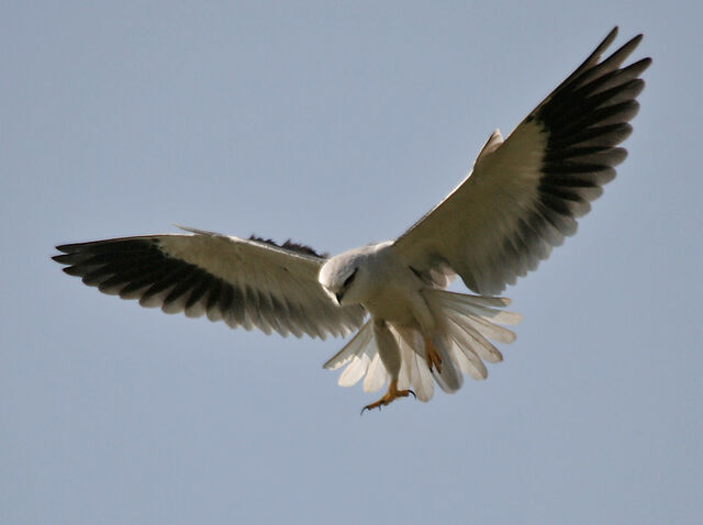 File:Black-Winged Kite.jpg