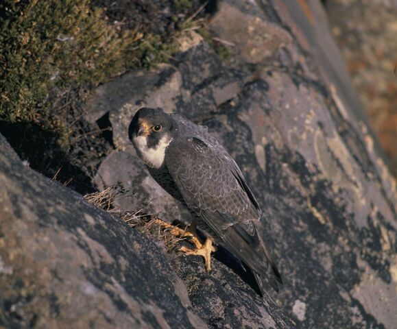 File:Peregrin Falcon.jpg