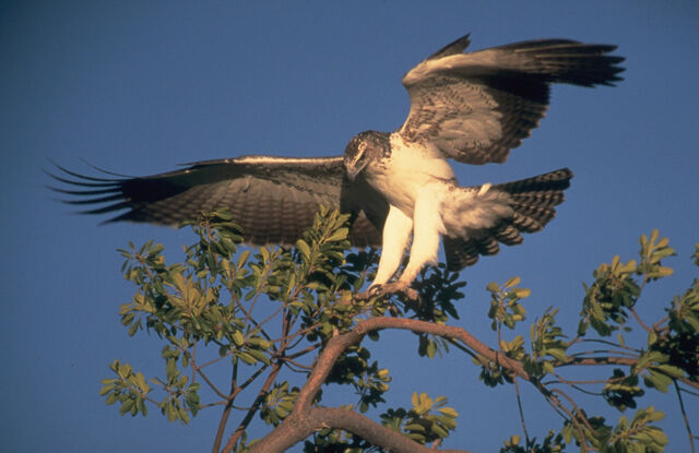 File:Martial Eagle.jpg