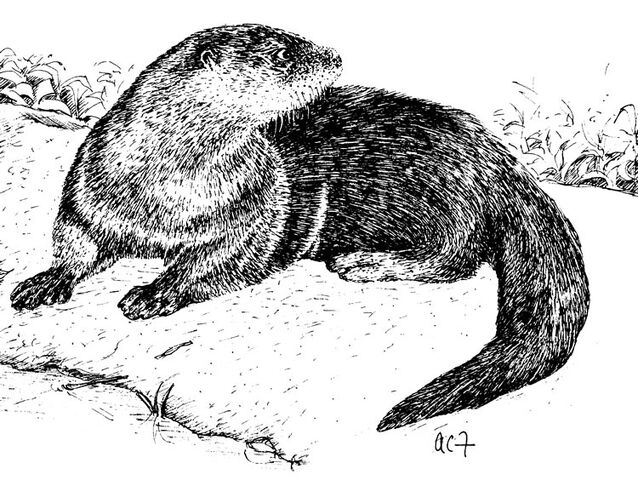 File:Otter1.jpg