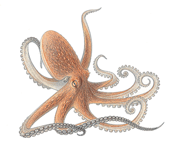 Octopus-info1