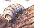 Mulworm2