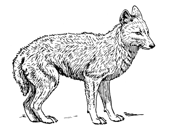 File:Jackal (PSF).png