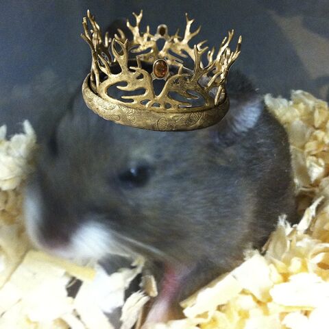 File:1. Pistachio Stark I 2012 - 2012.jpg