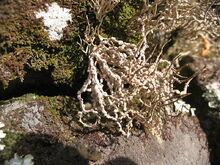 800px-Roccella fuciformis