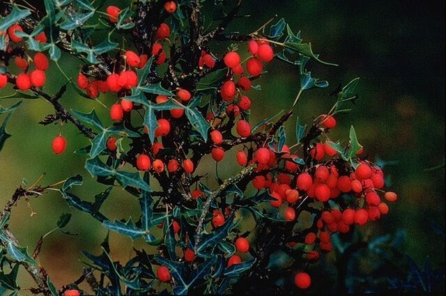 File:Berberis trifoliolata berries.jpg