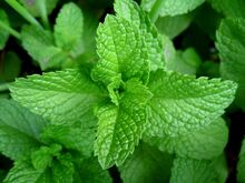 Mint-leaves-2007-1-