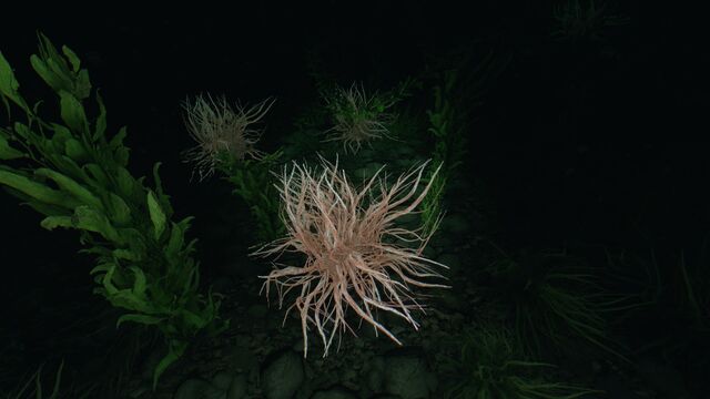 File:Dulse.jpeg