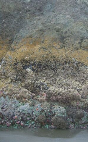 File:Intertide zonation at Kalaloch.jpg