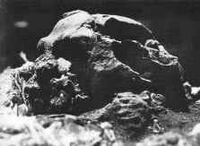 Creb skull