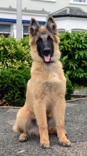Wellard (II)