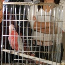 Corky (25 December 2005)