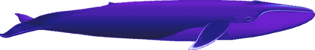 File:Blue whale.png