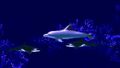 Thumbnail for version as of 01:22, November 11, 2011