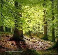 File:Forest6.jpg