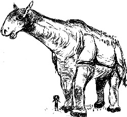 Paraceratherium