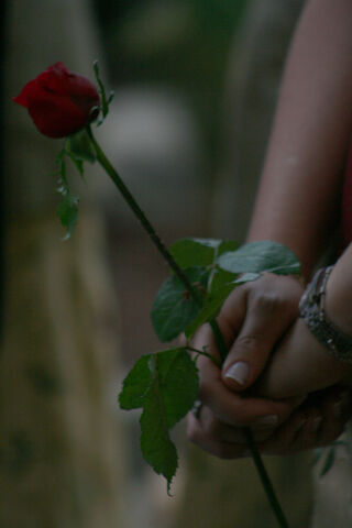 File:Rose.jpg