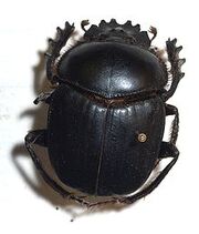 220px-Scarabaeus sacer