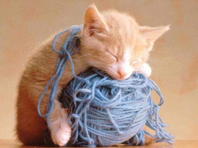 File:Adorablekitten.jpg