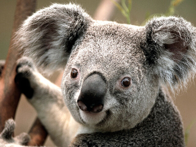 Tiedosto:Koala.jpg