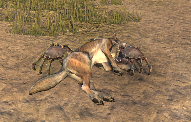 File:Mudcrab Feast.png