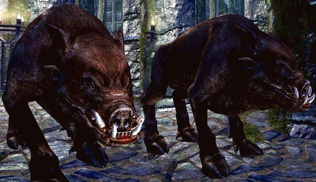 File:Wild Boar.jpg