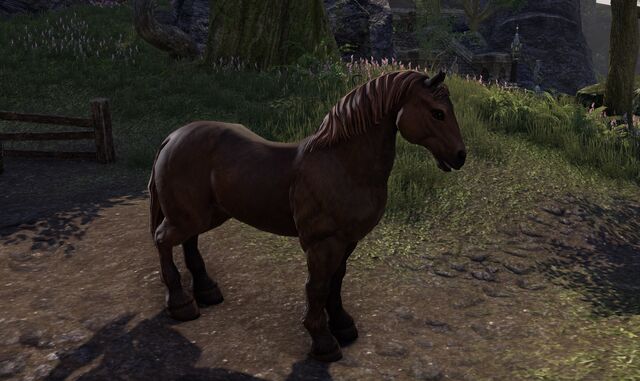 File:Common horse.jpeg